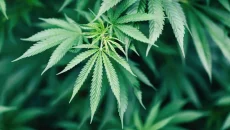 How Cannabis Became Part of the Modern Self-Care Movement
