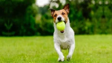 How to Hire a Pet Safe Lawn Care Company in Minnesota