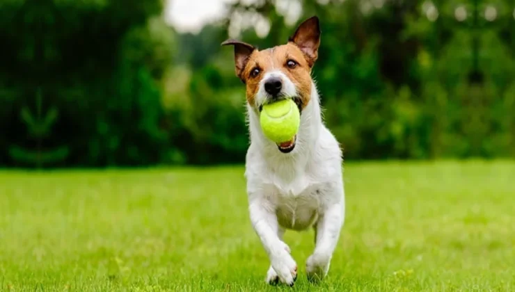 How to Hire a Pet Safe Lawn Care Company in Minnesota